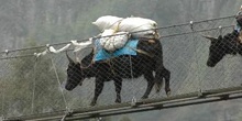 Yaks cruzando puente