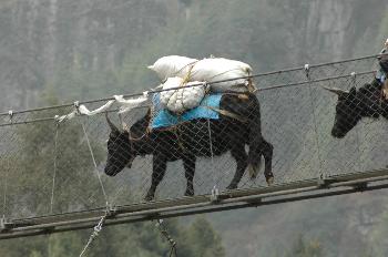 Yaks cruzando puente