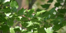 Chopo temblón - Hojas (Populus tremula)