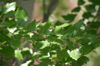 Chopo temblón - Hojas (Populus tremula)