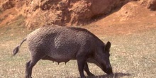 Jabalí (Sus scrofa)