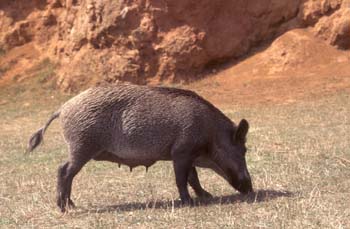 Jabalí (Sus scrofa)