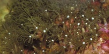 Coral (Clavularia sp.)