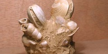 Callista itálica (Molusco Bivalvo) Mioceno