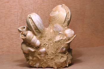 Callista itálica (Molusco Bivalvo) Mioceno