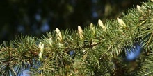 Cedro del Libano - Conos masc. (Cedrus libani)