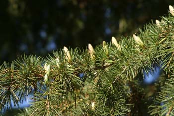 Cedro del Libano - Conos masc. (Cedrus libani)