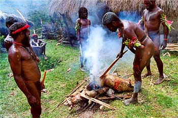 Proceso de preparado ritual de cerdo en West Papúa, Irian Jaya,