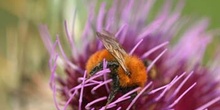 Abejorro (Bombus pratorum)