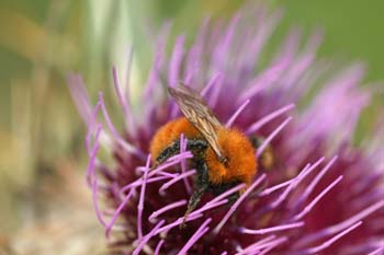 Abejorro (Bombus pratorum)