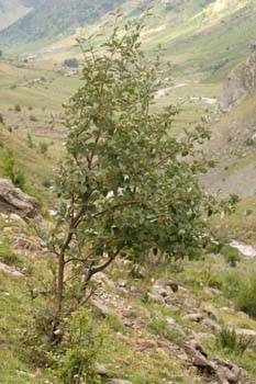 Mostajo - Porte (Sorbus aria)