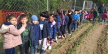 1º de Primaria_Plantamos garbanzo  7