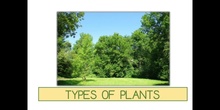 PRIMARIA - 1º - TYPES OF PLANTS - CIENCIAS DE LA NATURALEZA - FORMACIÓN