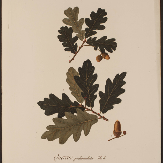 IES_CARDENALCISNEROS_HERBARIO_072