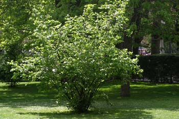 Avellano - Porte (Corylus avellana)