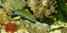 Labrido verde (Thalasoma sp.)