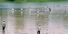 Pescadores recolectando algas en lago, Camboya