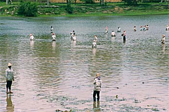 Pescadores recolectando algas en lago, Camboya