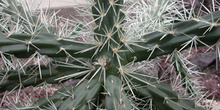 Opuntia tunicata