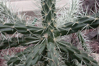 Opuntia tunicata