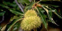 Castaño - Fruto (Castanea sativa)