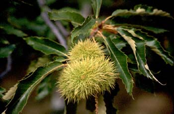 Castaño - Fruto (Castanea sativa)