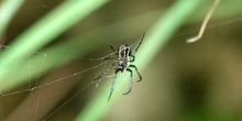 Araña (Argiope sp.)