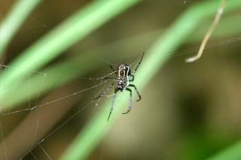 Araña (Argiope sp.)