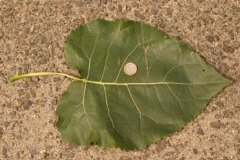 Chopo de Canadá - Porte (Populus x canadensis)