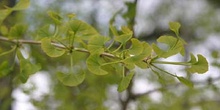 Gingo - Hojas (Ginkgo biloba)