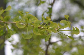 Gingo - Hojas (Ginkgo biloba)