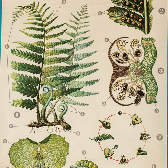 IES_LOPEDEVEGA_CIENCIASNATURALES_059