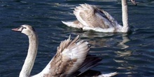Cisnes en lago, Ginebra, Suiza