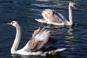 Cisnes en lago, Ginebra, Suiza