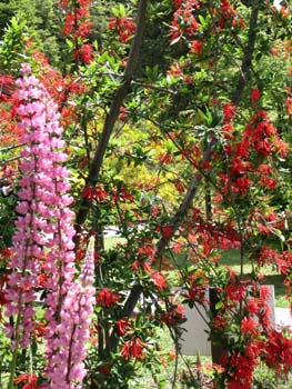 Flores, Puerto Blest, Argentina