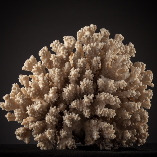 IES_SANISIDRO_BIOLOGIA_443