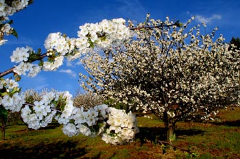 Cerezos en flor en el valle del Jerte, Cáceres