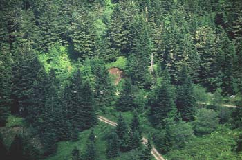 Abeto blanco - Bosque (Abies alba)