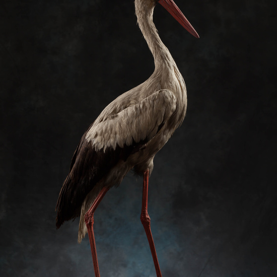 IES_SANISIDRO_MUSEO_Aves_154