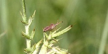 Chinche de escudo (Coreus marginatus)