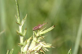 Chinche de escudo (Coreus marginatus)