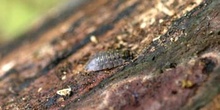 Cochinilla (Porcellio sp.)