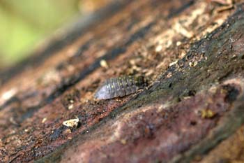 Cochinilla (Porcellio sp.)