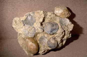 Pecten sp. en fondo marino con Terebratula (Molusco bivalvo) Pli