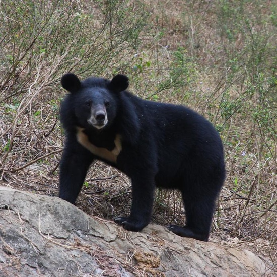 Oso tibetano u oso del Himalaya (Ursus thibetanus)