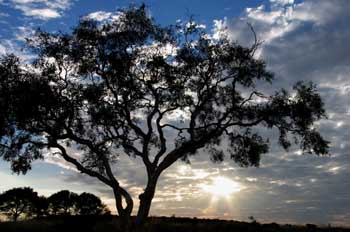 Amanecer en Australia central