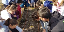 5º PLANTA EN EL HUERTO_CEIP FDLR_LAS ROZAS 9