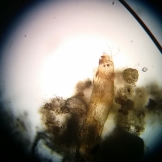 Larva de díptero