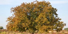 Nogal - Porte (Juglans regia)