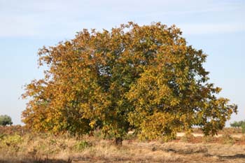 Nogal - Porte (Juglans regia)